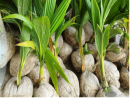 Tổng thống Marcos chỉ đạo PCA đẩy nhanh hiện đại hóa ngành dừa, nâng cao đời sống của nông dân trồng dừa